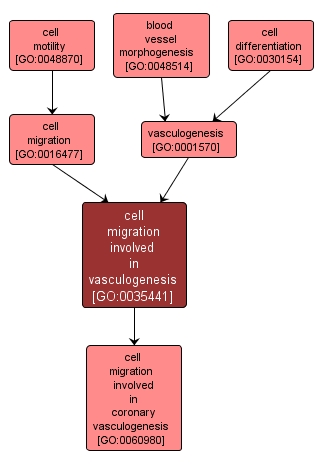 GO:0035441 - cell migration involved in vasculogenesis (interactive image map)