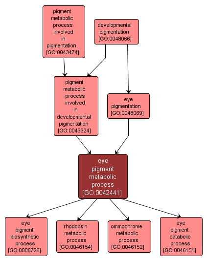 GO:0042441 - eye pigment metabolic process (interactive image map)