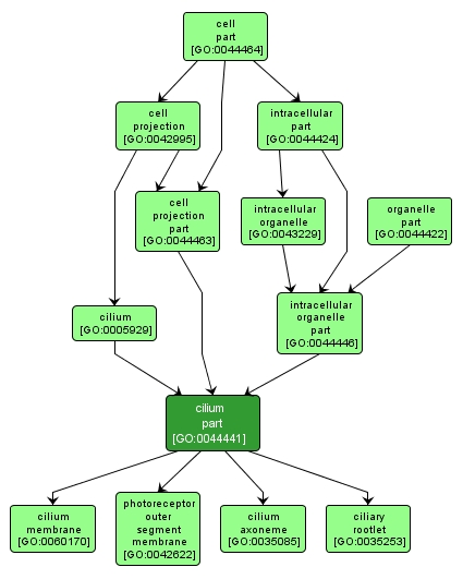 GO:0044441 - cilium part (interactive image map)