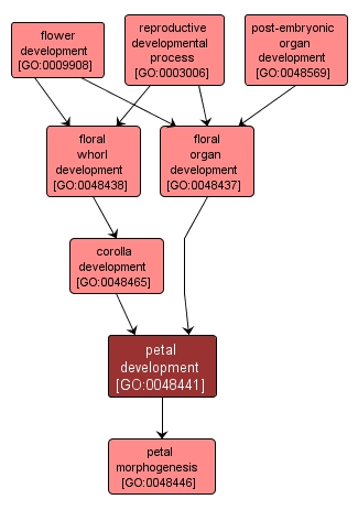 GO:0048441 - petal development (interactive image map)