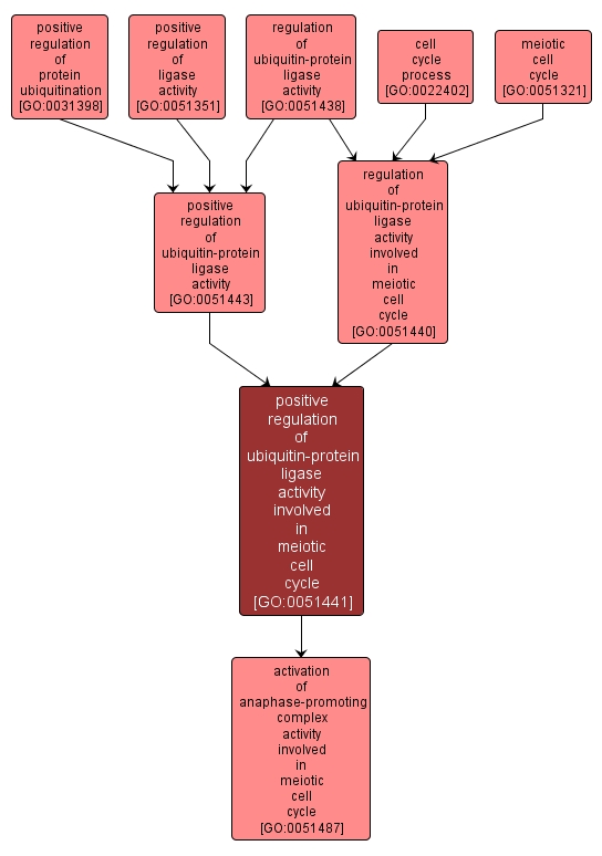 GO:0051441 - positive regulation of ubiquitin-protein ligase activity involved in meiotic cell cycle (interactive image map)