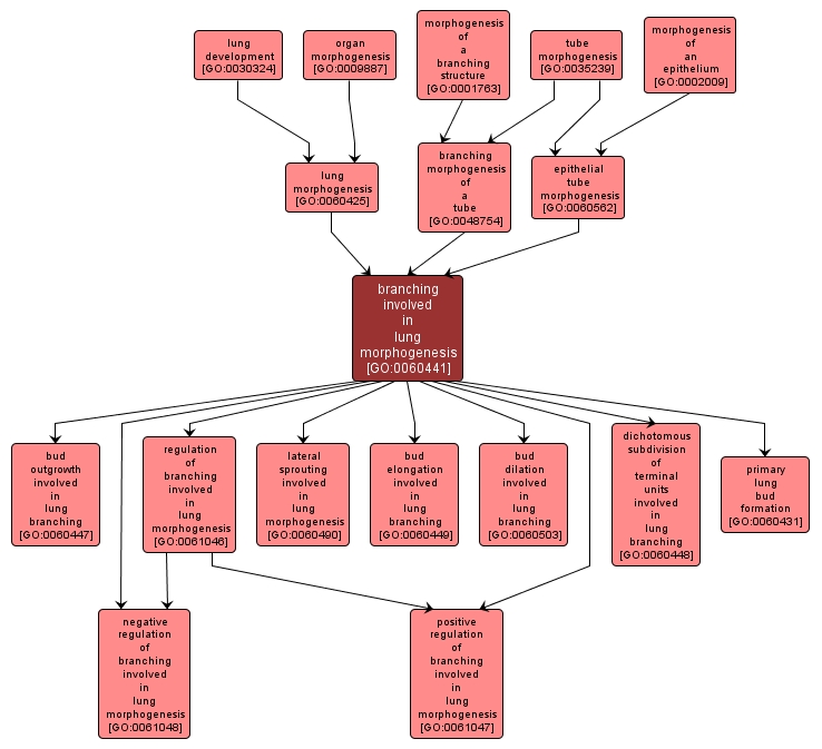 GO:0060441 - branching involved in lung morphogenesis (interactive image map)