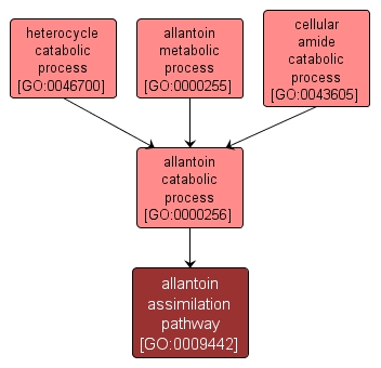 GO:0009442 - allantoin assimilation pathway (interactive image map)