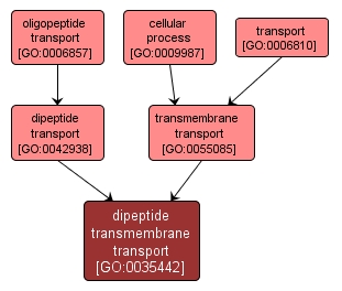 GO:0035442 - dipeptide transmembrane transport (interactive image map)