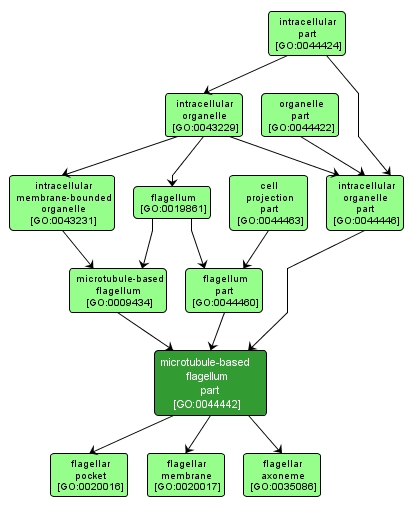 GO:0044442 - microtubule-based flagellum part (interactive image map)