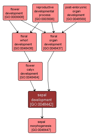 GO:0048442 - sepal development (interactive image map)
