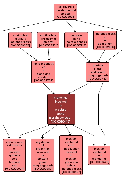 GO:0060442 - branching involved in prostate gland morphogenesis (interactive image map)