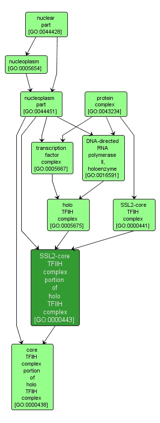 GO:0000443 - SSL2-core TFIIH complex portion of holo TFIIH complex (interactive image map)