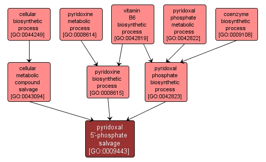 GO:0009443 - pyridoxal 5'-phosphate salvage (interactive image map)