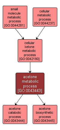 GO:0043443 - acetone metabolic process (interactive image map)