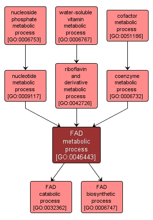 GO:0046443 - FAD metabolic process (interactive image map)