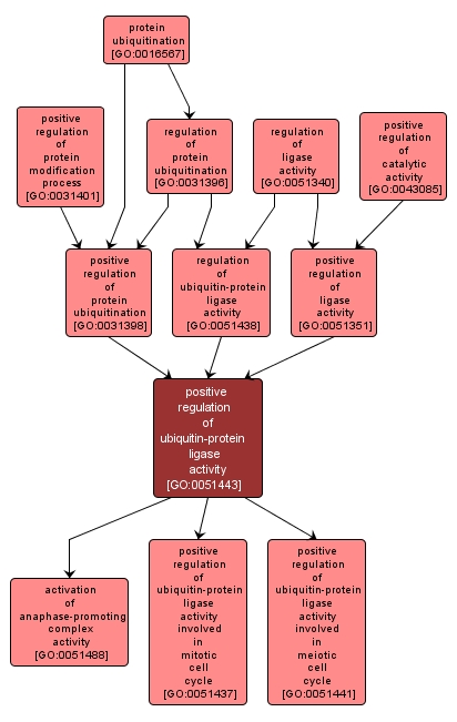 GO:0051443 - positive regulation of ubiquitin-protein ligase activity (interactive image map)