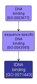 GO:0071443 - tDNA binding (interactive image map)