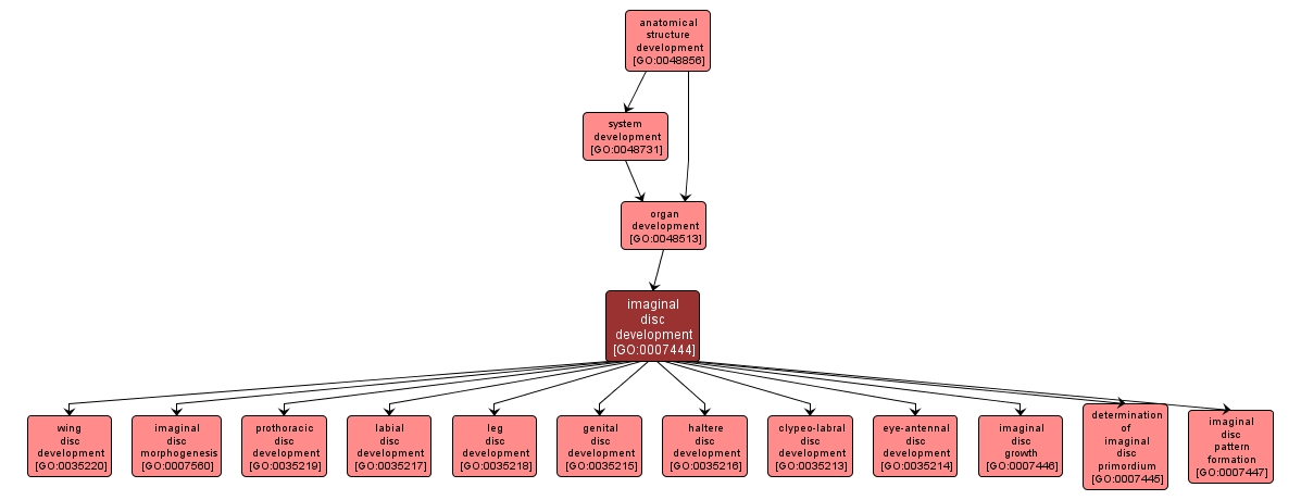 GO:0007444 - imaginal disc development (interactive image map)