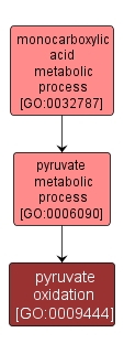 GO:0009444 - pyruvate oxidation (interactive image map)