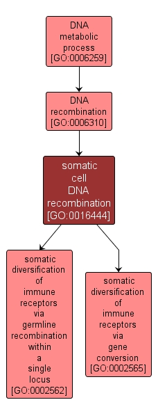 GO:0016444 - somatic cell DNA recombination (interactive image map)