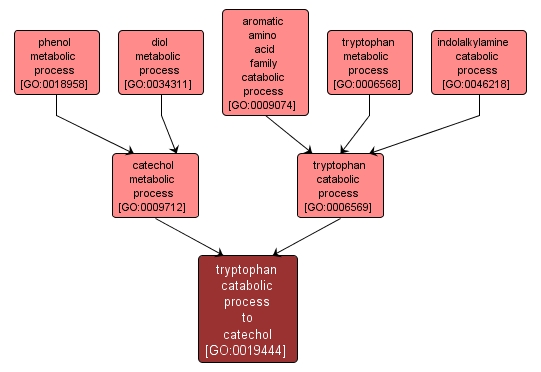 GO:0019444 - tryptophan catabolic process to catechol (interactive image map)
