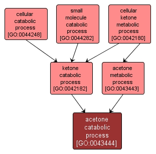 GO:0043444 - acetone catabolic process (interactive image map)