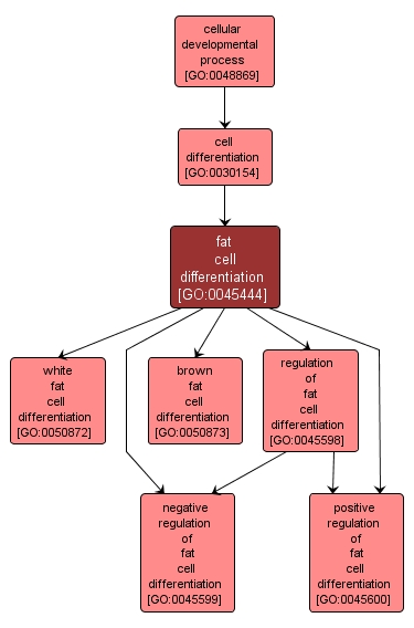 GO:0045444 - fat cell differentiation (interactive image map)