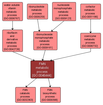 GO:0046444 - FMN metabolic process (interactive image map)