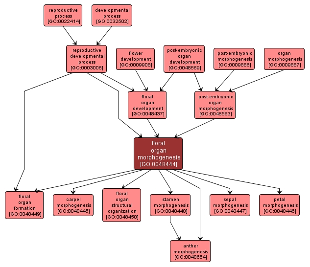 GO:0048444 - floral organ morphogenesis (interactive image map)