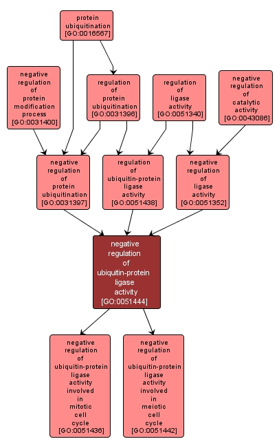 GO:0051444 - negative regulation of ubiquitin-protein ligase activity (interactive image map)