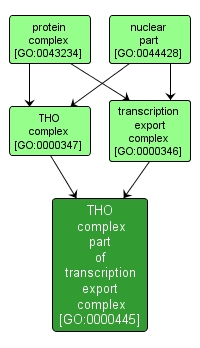 GO:0000445 - THO complex part of transcription export complex (interactive image map)