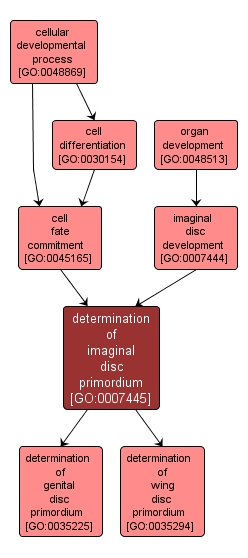 GO:0007445 - determination of imaginal disc primordium (interactive image map)