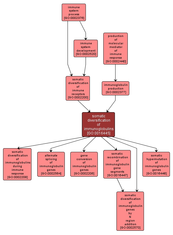 GO:0016445 - somatic diversification of immunoglobulins (interactive image map)