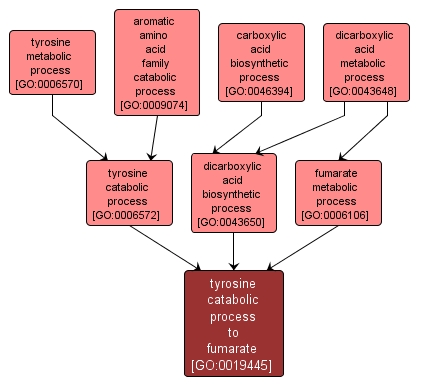 GO:0019445 - tyrosine catabolic process to fumarate (interactive image map)