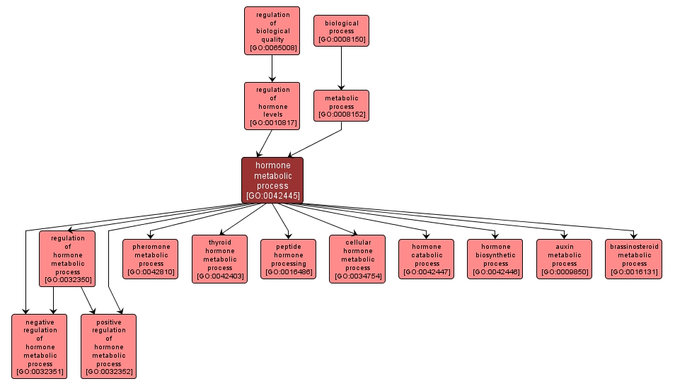 GO:0042445 - hormone metabolic process (interactive image map)