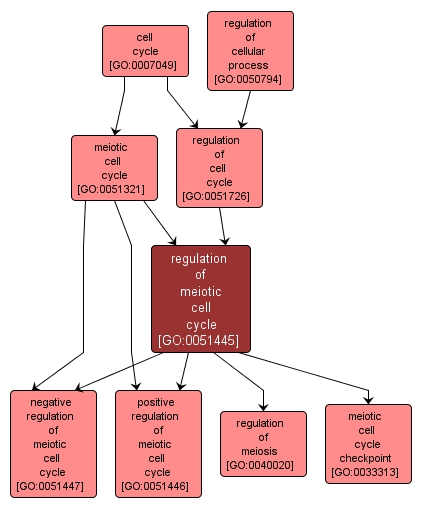 GO:0051445 - regulation of meiotic cell cycle (interactive image map)