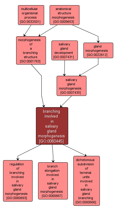 GO:0060445 - branching involved in salivary gland morphogenesis (interactive image map)
