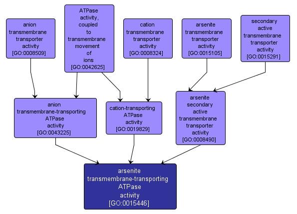 GO:0015446 - arsenite transmembrane-transporting ATPase activity (interactive image map)