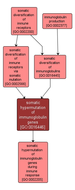 GO:0016446 - somatic hypermutation of immunoglobulin genes (interactive image map)