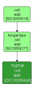 GO:0030446 - hyphal cell wall (interactive image map)