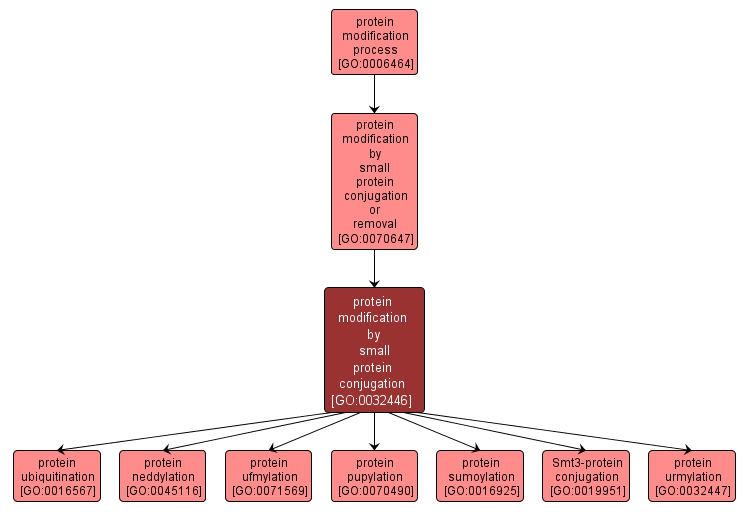 GO:0032446 - protein modification by small protein conjugation (interactive image map)