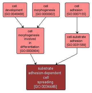 GO:0034446 - substrate adhesion-dependent cell spreading (interactive image map)