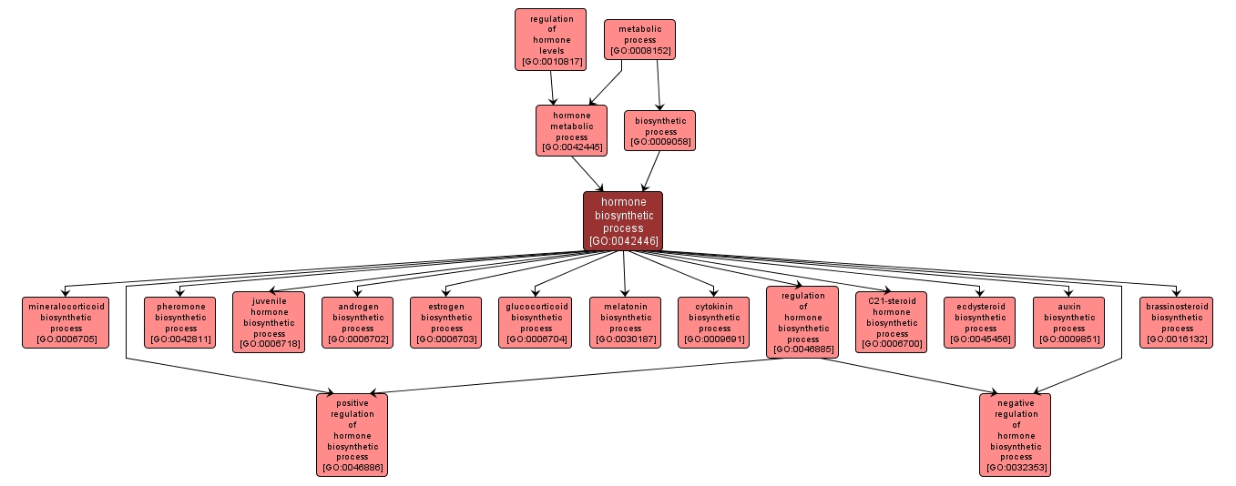 GO:0042446 - hormone biosynthetic process (interactive image map)