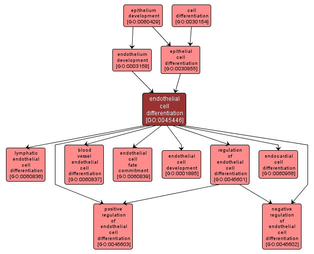 GO:0045446 - endothelial cell differentiation (interactive image map)