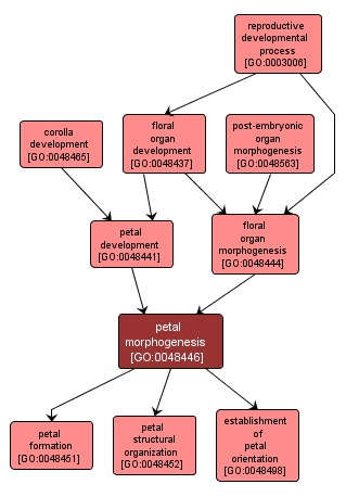 GO:0048446 - petal morphogenesis (interactive image map)