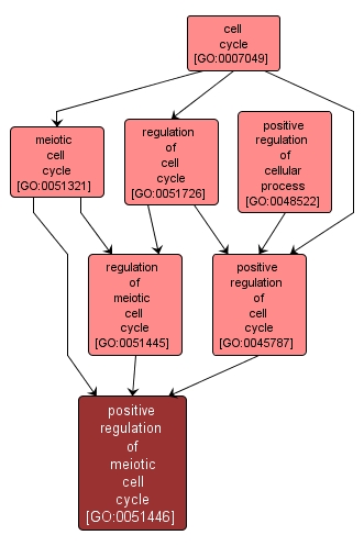 GO:0051446 - positive regulation of meiotic cell cycle (interactive image map)