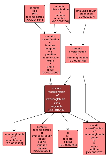 GO:0016447 - somatic recombination of immunoglobulin gene segments (interactive image map)