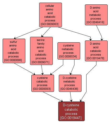 GO:0019447 - D-cysteine catabolic process (interactive image map)