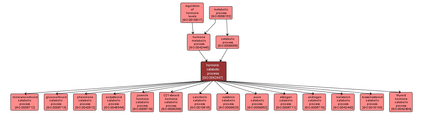 GO:0042447 - hormone catabolic process (interactive image map)