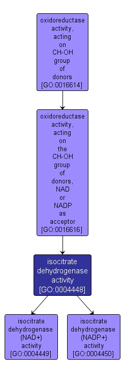 GO:0004448 - isocitrate dehydrogenase activity (interactive image map)