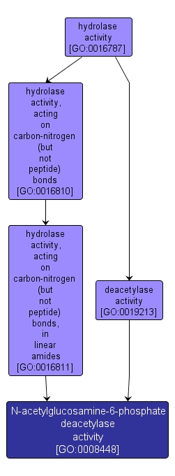 GO:0008448 - N-acetylglucosamine-6-phosphate deacetylase activity (interactive image map)