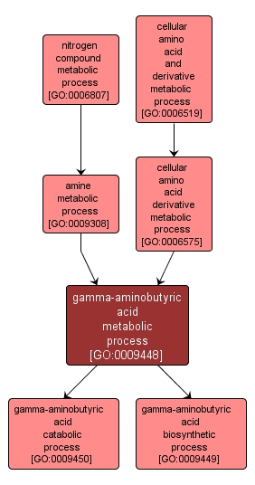 GO:0009448 - gamma-aminobutyric acid metabolic process (interactive image map)