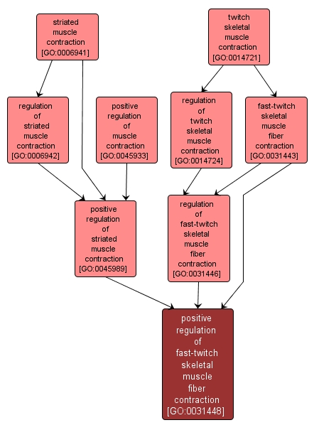 GO:0031448 - positive regulation of fast-twitch skeletal muscle fiber contraction (interactive image map)