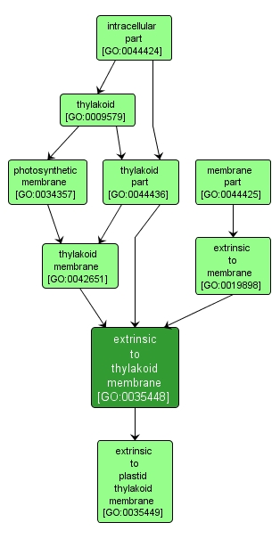 GO:0035448 - extrinsic to thylakoid membrane (interactive image map)